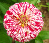 Zinnia elegans - Peppermint Stick Zinnia Seeds Zinnia elegans - Peppermint Stick Zinnia Seeds