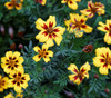 Tagetes patula - Dainty Marietta French Marigold Seeds Tagetes patula - Dainty Marietta French Marigold Seeds