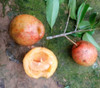 Garcinia succifolia - Indian Garcinia Seeds