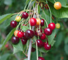 Prunus avium - Wild Cherry Seeds