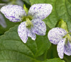 Viola sororia - Dark Freckles Violet Seeds