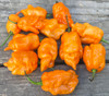 Carolina Reaper Orange Pepper Seeds