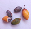 Pouteria bangii - Pouteria bangii Seeds