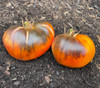 Alice's Dream Tomato Seeds