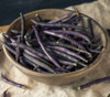 French Filet Bean, Purple Seeds