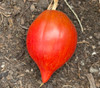 Crushed Heart Tomato Seeds