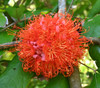 Brownea coccinea - Scarlet Flame Tree Seeds