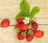 Fragaria vesca - Baron Solemacher Alpine Strawberry Seeds