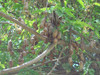Tamarindus indica - Tamarind Seeds
