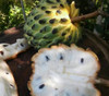 Rollinia deliciosa - Misiones Biriba Seeds