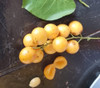 Odontocarya acuparata - Bush Grape Seeds