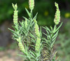 Lavandula viridis - Green Lavender Seeds