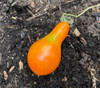 Mila Orange Pear Tomato Seeds