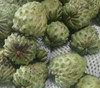 Annona squamosa - L-83 Sugar Apple Seeds