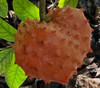 Annona punicifolia - Red Guanabanita Seeds