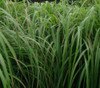 Cymbopogon nardus - Citronella Grass Seeds