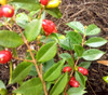 Syzygium sp. - Fruit of Mystery Seeds