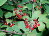 Viburnum betulifolium - Birchleaf Viburnum Seeds