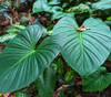 Philodendron grandipes - Philodendron Seeds