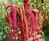Coral Fountains Amaranth Seeds