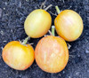 Neon Peach Tomato Seeds