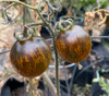 Maelstrom Tomato Seeds