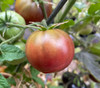 Dwarf Velvet Night Tomato Seeds