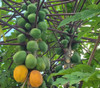 Carica papaya - Purple Stem Papaya Seeds