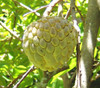 Annona squamosa - Sugar Apple Seeds