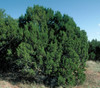 Juniperus monosperma - New Mexico Juniper Seeds