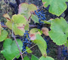 Vitis girdiana - Desert Wild Grape Seeds