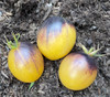 Rebel Starfighter Kayleigh Anne Tomato Seeds