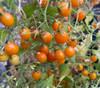 Microberry Tomato Seeds