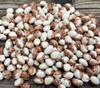 Papa de Rola Bean Seeds