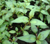 Persicaria odorata - Vietnamese Coriander Seeds