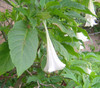Brugmansia suaveolens - White Angel's Trumpet Seeds