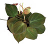Philodendron hederaceum var hederaceum - Velvet Philodendron Seeds