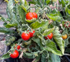 Micro Tina Tomato Seeds