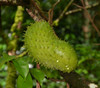 Annona muricata - Soursop Seeds