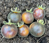 Wooly Kate Tomato Seeds