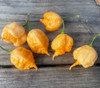 Peach Miasma Pepper Seeds