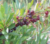 Prunus besseyi - Western Sand Cherry Seeds