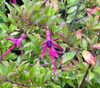 Fuchsia glazioviana - Glaziou's Fuchsia Seeds