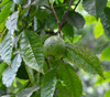 Psidium acutangulum - Para Guava Seeds