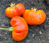 Dwarf Hawaiian Pineapple Tomato Seeds