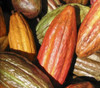 Theobroma cacao - Forastero Cacao Seeds