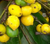 Garcinia aff. fluviatilis - Garcinia aff. fluviatilis Seeds