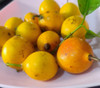 Garcinia guacopary - Pacuri Seeds