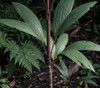 Dypsis paludosa - Candy Cane Palm Seeds