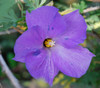 Alyogyne huegelii - Blue Hibiscus Seeds
